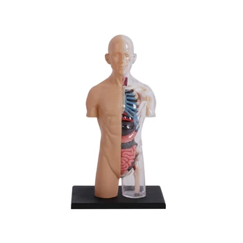 4D Žmogaus Anatomija 8 colių Pusė Išvalytas Liemens Modelis Mokymosi Organų Surinkti Žaislą Kūno Organų Mokymo Priemonė Vaikams